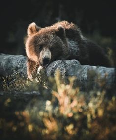 a large brown bear laying on top of a tree log in the woods with its head resting on it's paw