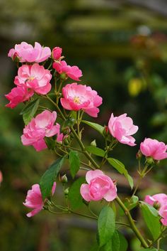 pink flowers are blooming in the garden