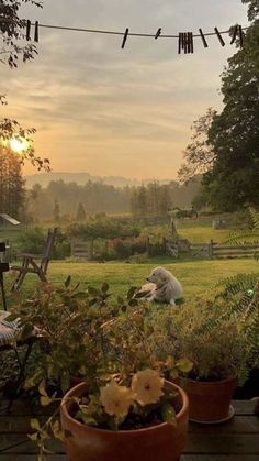 the sun is setting over an outdoor area with potted plants and sheep in the background