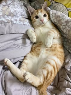 an orange and white cat laying on its back in the middle of a bed with it's paws up