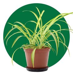 Spider Plant Care and Growing Tips