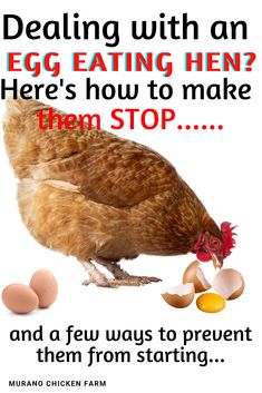 Egg eating chickens Chicken Hacks, Chicken Not Laying Eggs, How To Stop Chickens From Eating Eggs, Collecting Chicken Eggs, Chicken Eating Their Eggs, Getting Chickens To Lay Eggs, How To Keep Chickens From Eating Their Eggs, Chickens Eating Their Eggs