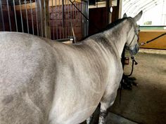 a grey horse standing in a stable next to a metal fence with bars on it's sides