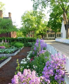 a garden with purple and white flowers in the foreground, houses in the background