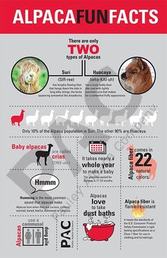 an animal info sheet with different types of animals and their names in red, white and black