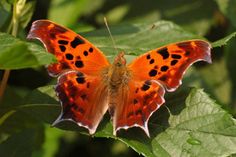 an orange and black butterfly sitting on top of a green leaf