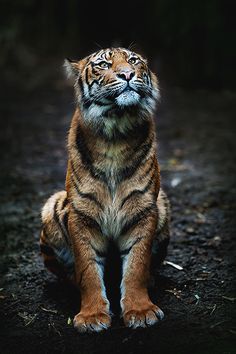 a tiger sitting on the ground with its eyes open and looking up to the sky