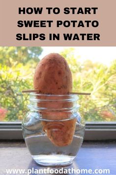 a potato in a glass jar with the words how to start sweet potato slips in water