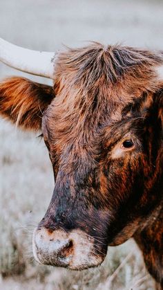 a brown cow with long horns standing in the grass