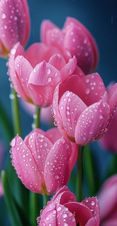 pink tulips with water droplets on them are in the foreground, against a blue background