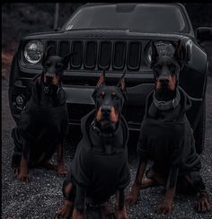 three doberman dogs sitting in front of a black jeep