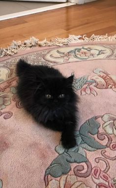 a small black cat laying on top of a rug