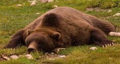 a large brown bear laying on top of a lush green field next to rocks and grass