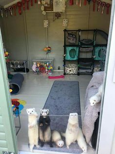 three ferrets are sitting on the mat in front of an open storage area