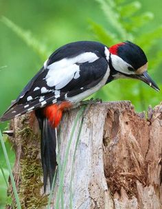 a black and white bird sitting on top of a tree stump