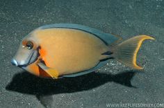 an orange and blue fish is swimming on the water's surface, looking up at the camera