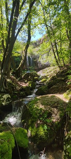 Forest wallpaper Background References, Nature Is Beautiful, Landscape Elements, Forest Wallpaper, Beautiful Forest, Beautiful Scenery, Nature Beauty, Beautiful Places