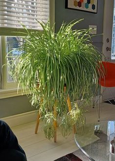 a houseplant in the corner of a living room