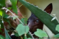 a baby horse peeking out from behind some leaves