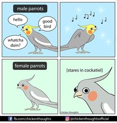 a comic strip with two birds talking to each other and the caption reads, female parrots what do they say?