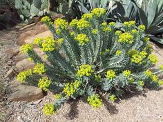 a green plant with yellow flowers in the desert