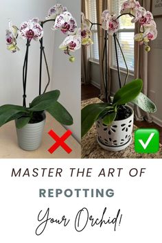 two pictures with the words, master the art of repotting your orchid