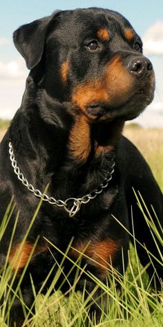 a black and brown dog laying on top of a grass covered field with a chain around it's neck