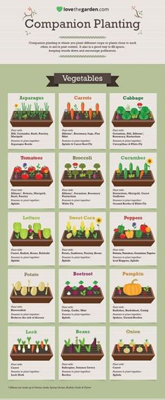 an info sheet showing the different types of vegetables and how they are grown in them