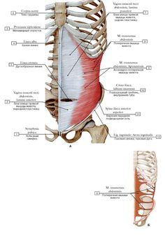 the muscles are labeled in this diagram