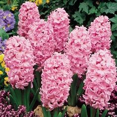 pink flowers are blooming in the garden