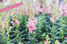 pink flowers are blooming in the middle of green plants with text that reads snapdragons