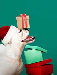 a white dog wearing a santa hat with presents on his head in front of green background