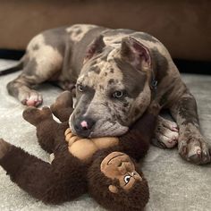 a dog laying on the floor with a teddy bear in its mouth and another stuffed animal behind it