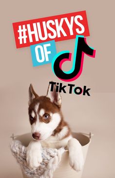 a husky dog sitting in a bucket with the words huskys of tiktok above it