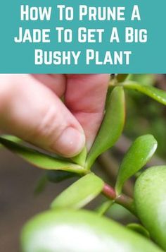 a person picking leaves from a plant with text overlay that reads how to prune a jade to get a big bushy plant