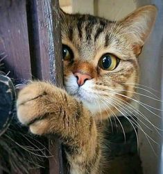 a close up of a cat peeking out from behind a wooden door with it's paw