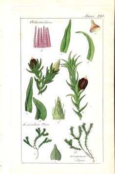 an old book with different types of plants