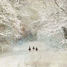 three geese walking down a snowy path in the woods