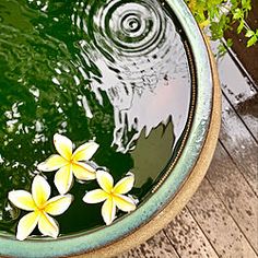 two white flowers floating in a bowl of green water on a wooden table next to a potted plant