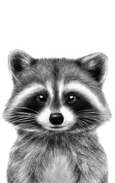 a drawing of a raccoon looking at the camera