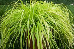 a large green plant in a brown pot