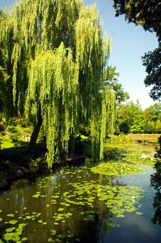 the water is full of lily pads and trees