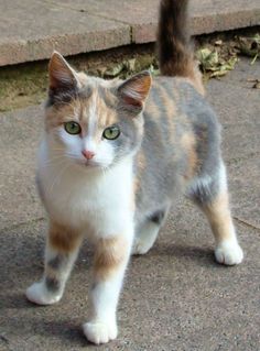 a cat with green eyes is walking on the sidewalk