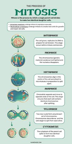 the process of mitopis