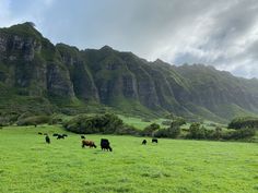 cows graze in a green field with mountains in the background on a cloudy day