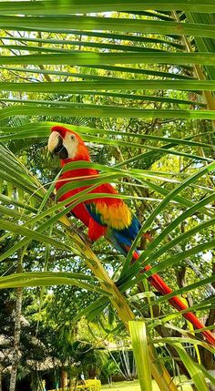 a colorful parrot perched on top of a palm tree