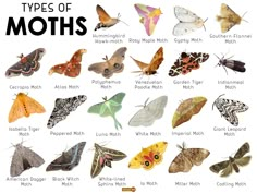 the different types of moths are shown in this poster