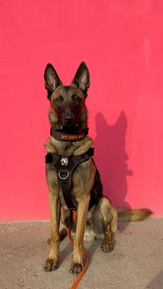 a german shepard dog sitting in front of a pink wall with its leash tied around it's neck