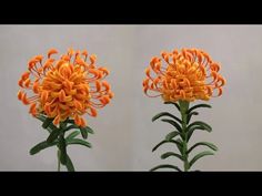 two orange flowers with green stems in front of a white wall