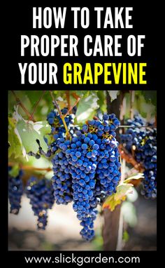 grapes growing on the vine with text overlay how to take proper care of your grapevine